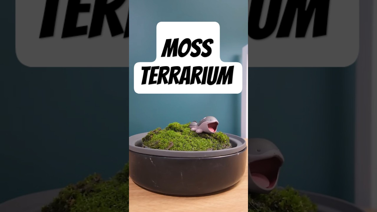 Moss Terrarium Re-build! Quagsire loves it moist! 