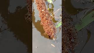 🔥 Thousands of Ants Formed a Living Bridge! 🐜😱 Nature's Incredible Teamwork #shorts