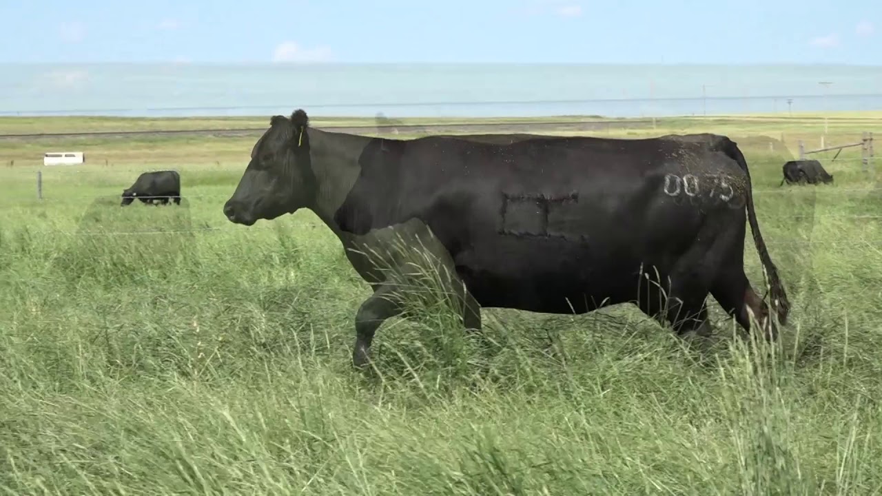 camera iphone 8 plus apk LOT 51