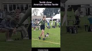 American Hairless Terriër Ntu - Special National Terrier Show 2024