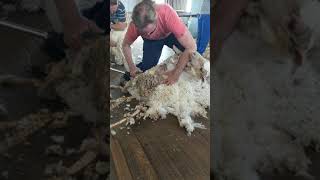 Shearing a sheep at Tinnenburra, Cunnamulla