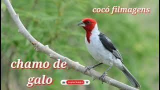 Galo de campina chamando