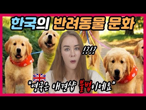 <strong>영국여자가</strong> 충격받은 한국의 반려동물 문화 TOP7