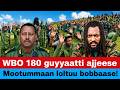 Oduu WBO N Loltoota 600 Ol Hojiin Ala Godhe 