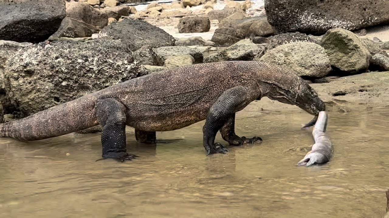 Komodo Dragon Swallow Big Sea Eel