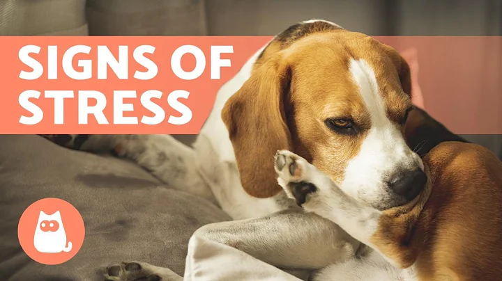 10 SIGNS of STRESS in DOGS 🐶 How to Help With Anxiety - DayDayNews