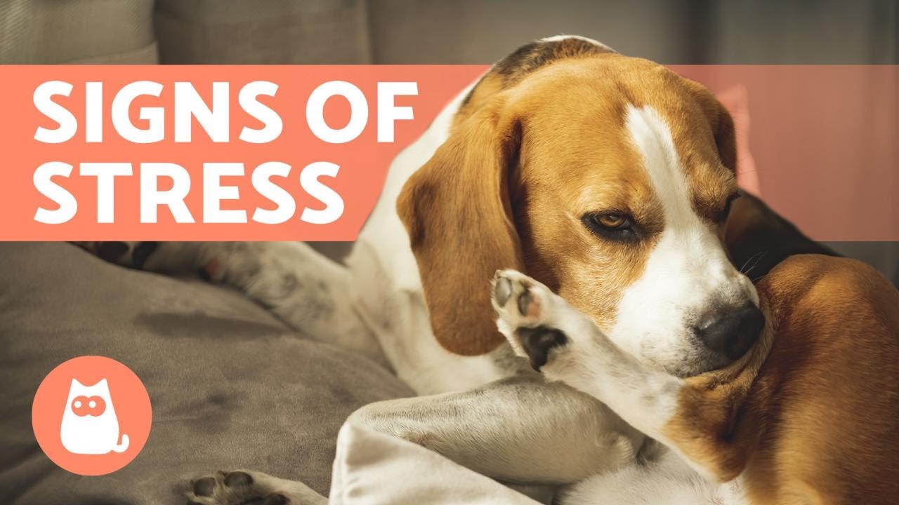 what are the signs of a stressed dog