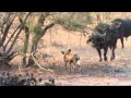 Wild dogs vs buffalos