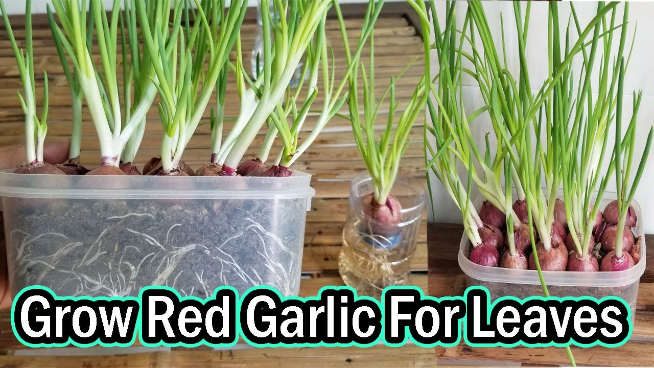 Grow Red Garlic At Home,Onion growing 