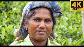 The Heart Of Sri Lanka A Tribute To Kindness