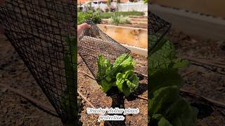 DOLLAR TREE Garden Hack to stop the bird snacks 🌱