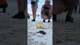 Why it's illegal to Touch Baby Turtle