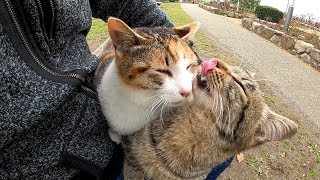 キジトラ猫と三毛猫が膝の上に乗ってグルーミングをはじめる