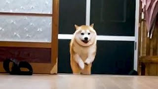 雨（絶望）から帰宅すると全ての感情を取り戻す柴犬