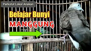 Suara Perkutut Lokal Anakan