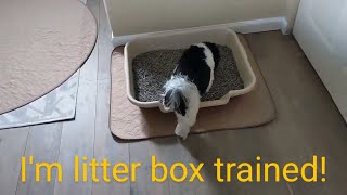 Many small dogs can be litter box trained.   #havanese #dogs #littertraining