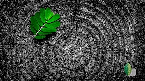 Color splash editing with snapseed