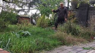 One Seed A Day Osad 20.10.2020 Prunus Salicina Chinese Plum Ciruelo Chino Chinesische Pflaume 欧洲李