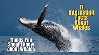 🐋 ✅ 11 Facts about Whales ❗Interesting Whale Facts 🐳 Whale Amazing Facts