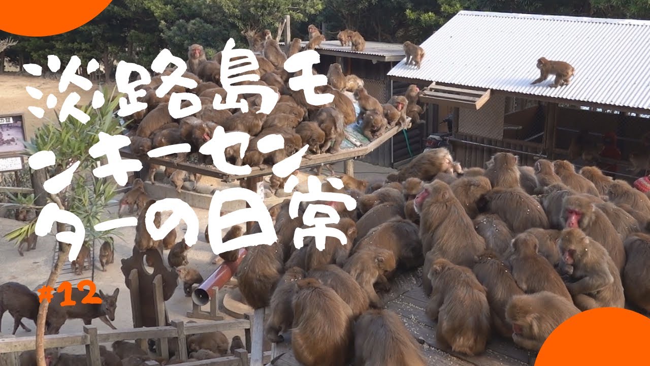 [#12] 淡路島モンキーセンターの日常 楽しい餌の時間
