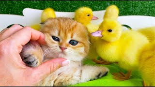 Best mix of funny ducklings, dog and cat by Funny Ducklings 6,139 views 1 month ago 2 minutes, 22 seconds