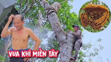 Đứng tim !!! Nhóm Vua Khỉ cưa đôn đọt 2 cây Xà Cừ cực kì khó (2/2).