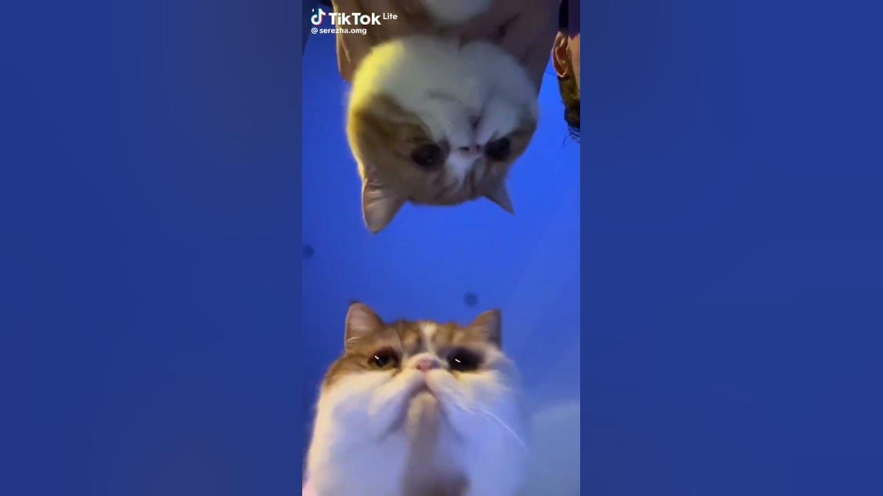 ту ту ту ту тутутуту - YouTube