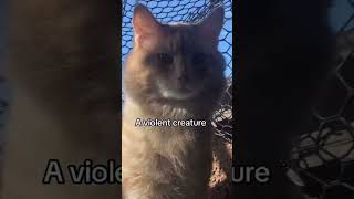 The most Dangerous animal in the world 🙀 #cat #animals #cute #catvideos #funny#cutecat #catlover