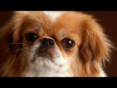 Vídeo: Como Alimentar Um Cachorrinho Pequinês