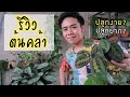 ต้นคล้าในบ้านอังเคิล | Uncle Bank