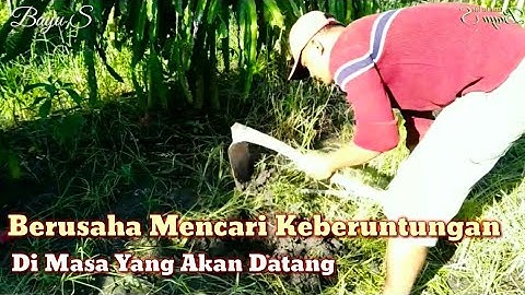 Cara Tumpang Sari Di Kebun buah Naga