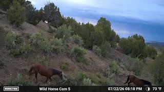 Wild Horses coming Into Water! 