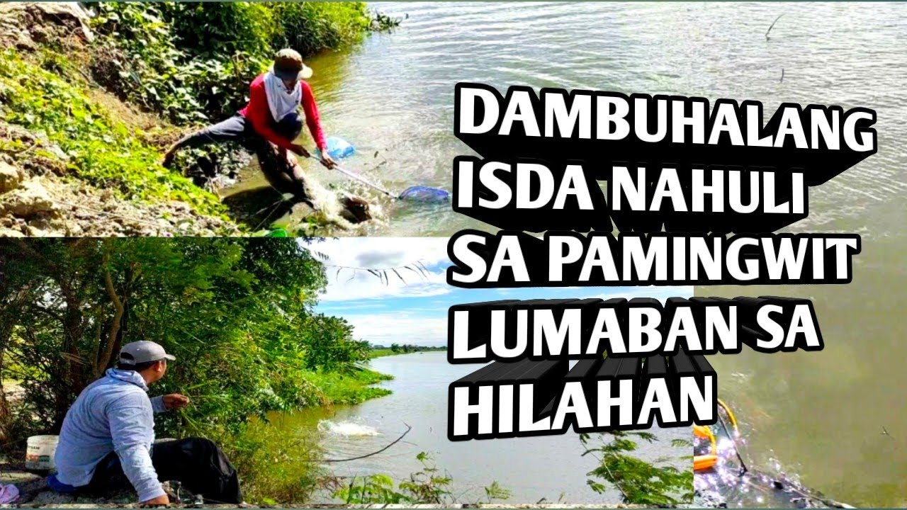 DAMBUHALANG ISDA NAHULI SA PAMINGWIT