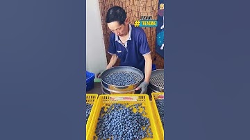 Đã mắt với cách phân loại quả Việt Quất ở nước ngoài #Y1News