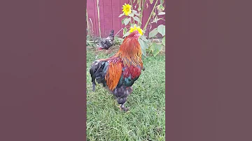 Rooster Does The Chicken Dance #shorts #rooster #chickendance