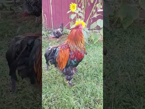 Rooster Does The Chicken Dance Shorts Rooster Chickendance