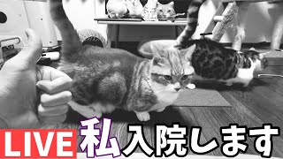 2025年最後のライブ配信ですが…