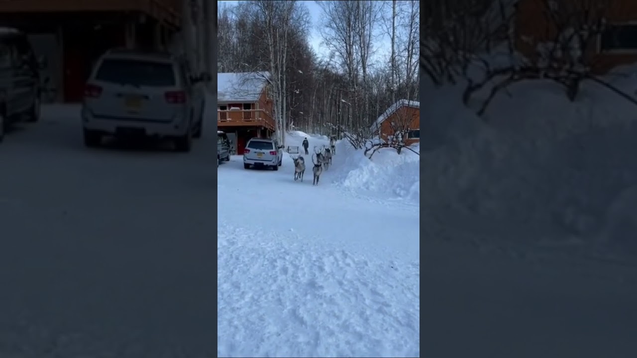 Running Reindeer Ranch in Fairbanks, Alaska