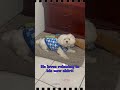 Our Cute Maltese Fur Baby