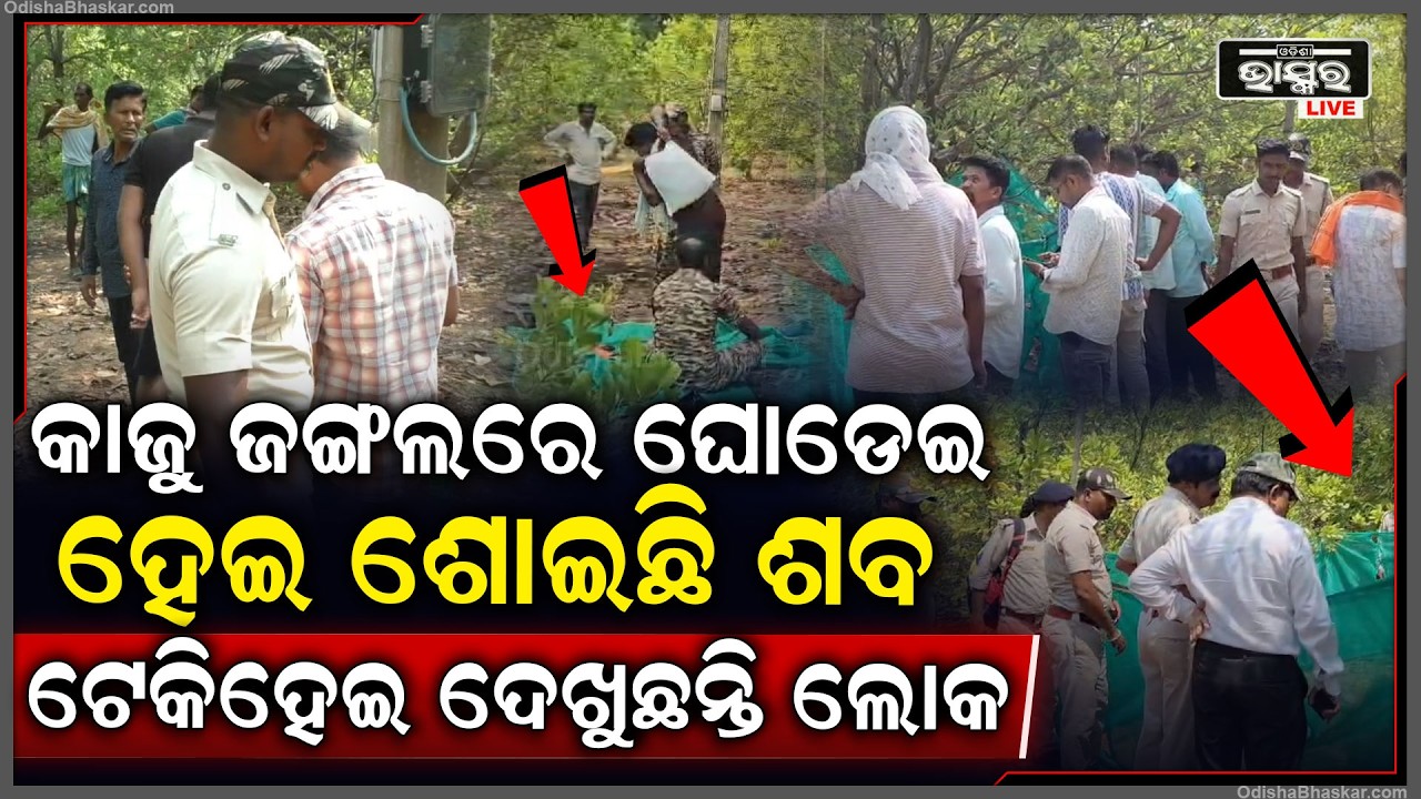 ରାତିର ଅନ୍ଧାରରେ କାଜୁ ବଗିଚାରେ କେମିତି ମରିଗଲା ଦନ୍ତା ହାତୀ, ଚିନ୍ତାରେ ବନବିଭାଗ