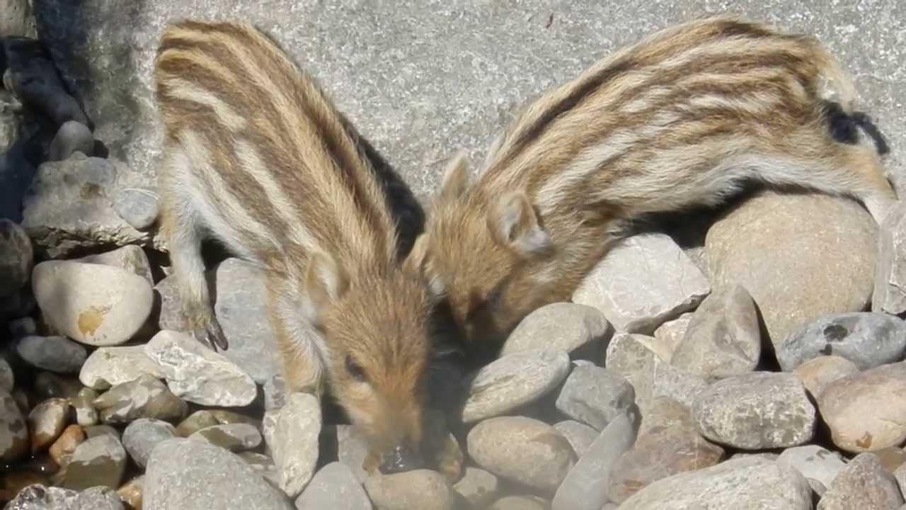 うり坊の冒険 動画付 花鳥獣風月 スイス生活