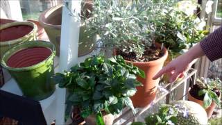 Sarah's favourite indoor plants for winter