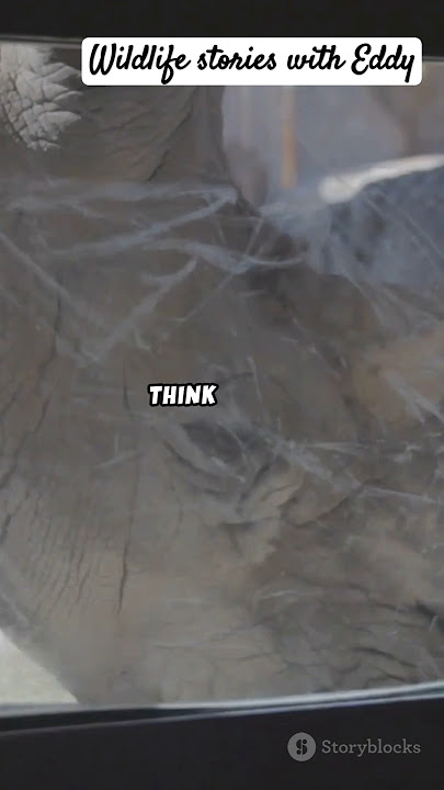 Rhino horns are NOT made of Bone?! 😳