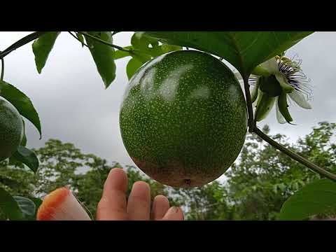 Video: Enfermedades de la vid de la flor de la pasión - Tratamiento de los problemas de la vid de la flor de la pasión