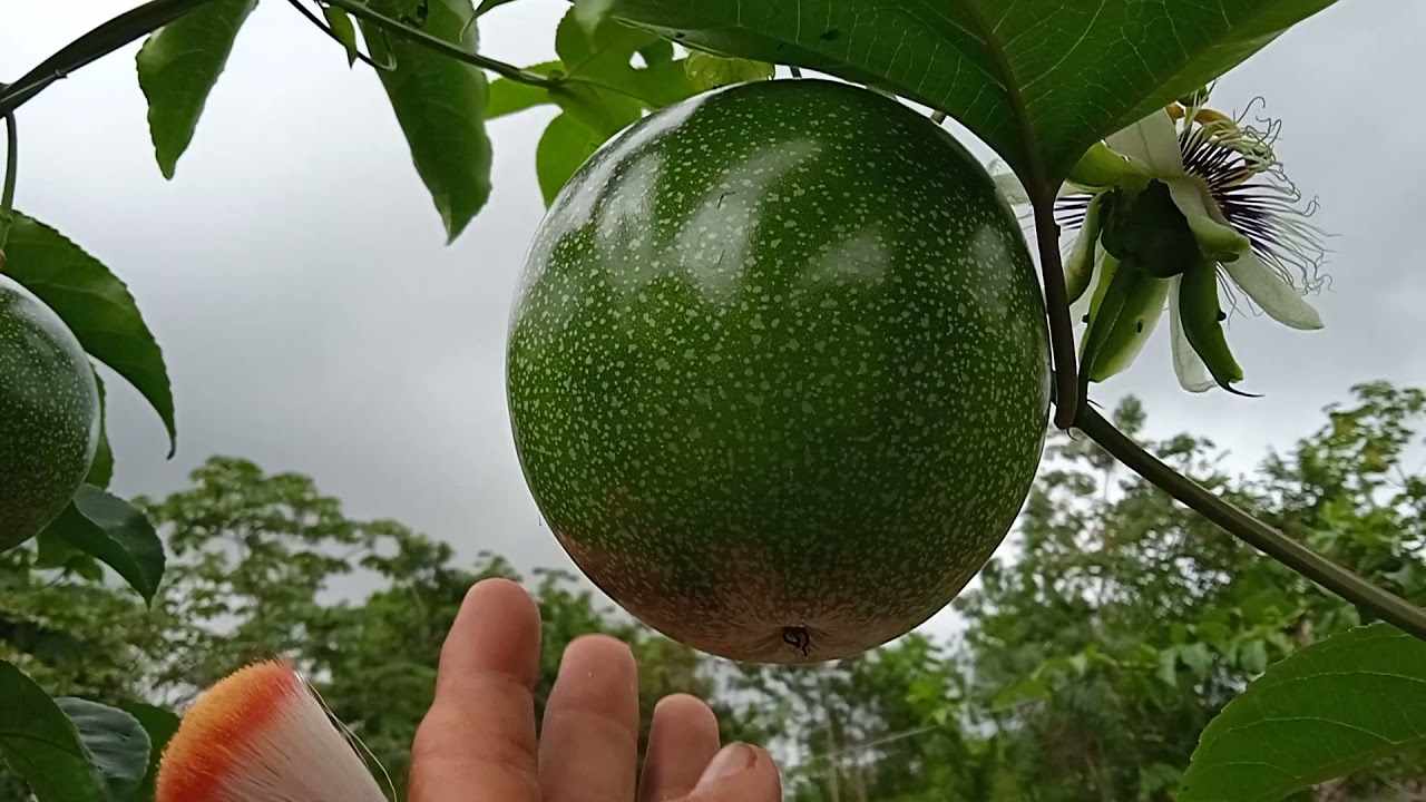 polinización y enfermedades en las flores de maracuyá