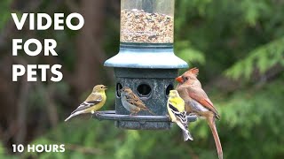 Red Breasted Grosbeaks, Yellow Finches, Cardinals and Backyard Birds - 10 Hour Cat TV - May 18, 2024