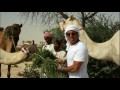 A luxuosa corrida de camelos no Catar