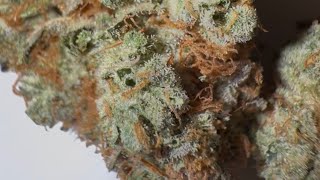 Best 100 Dollar Ounces Around : Chocolate Milk Strain Review : StrainAfterStrain 