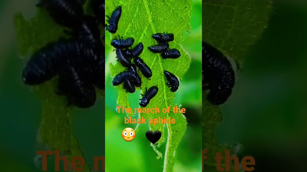 Black aphids. They are among us. Marching to the forest. La marcha de los pulgones negros. 🖤👀