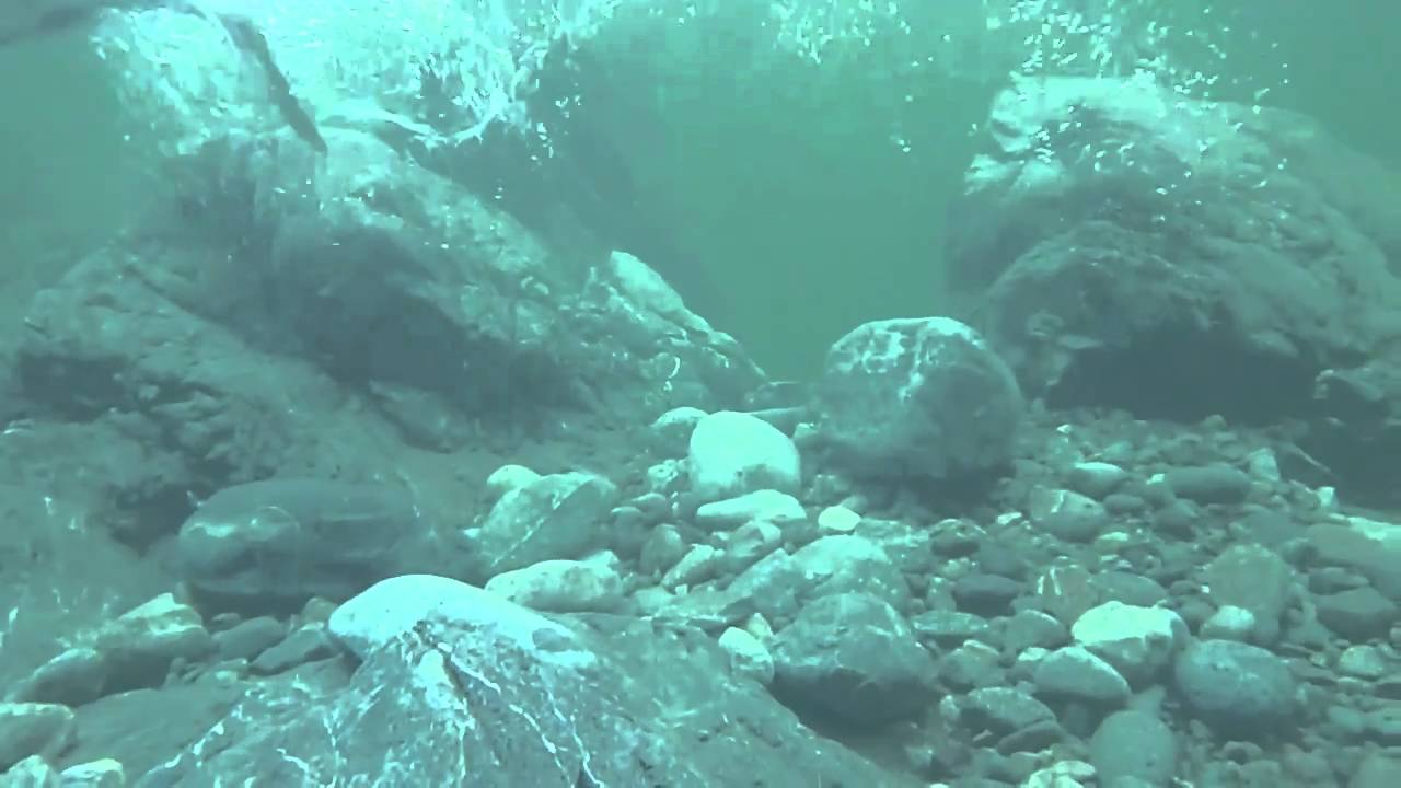 west coast steelhead 2011 preview